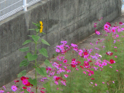 CIMG5584