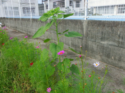 CIMG5108
